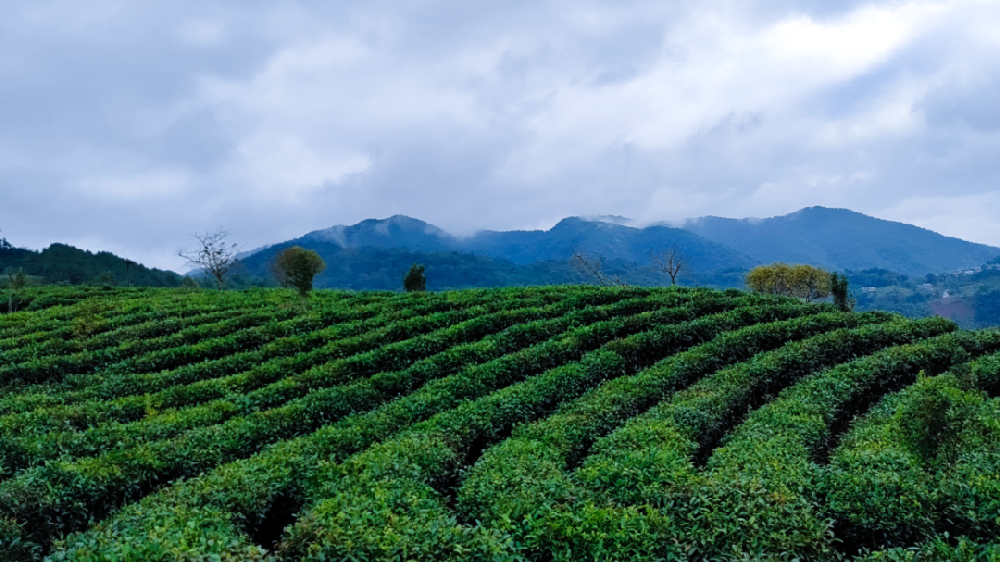 将自然山水精华融入茶中！走进博纳德普洱薪晴茶业集团